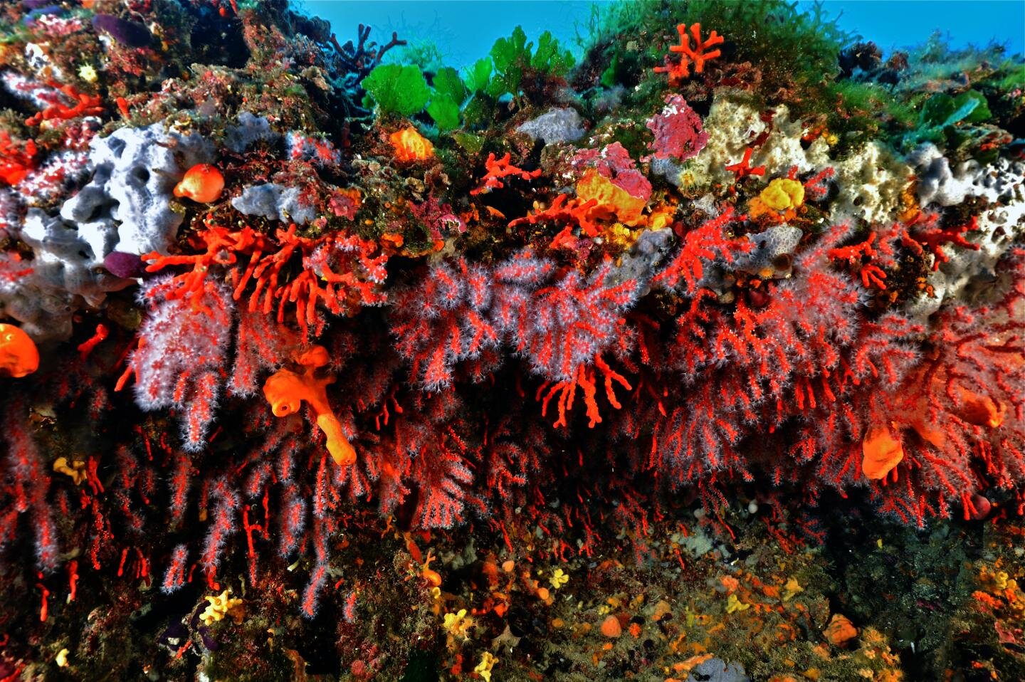 Discover the Allure of Mediterranean Red Coral Today
