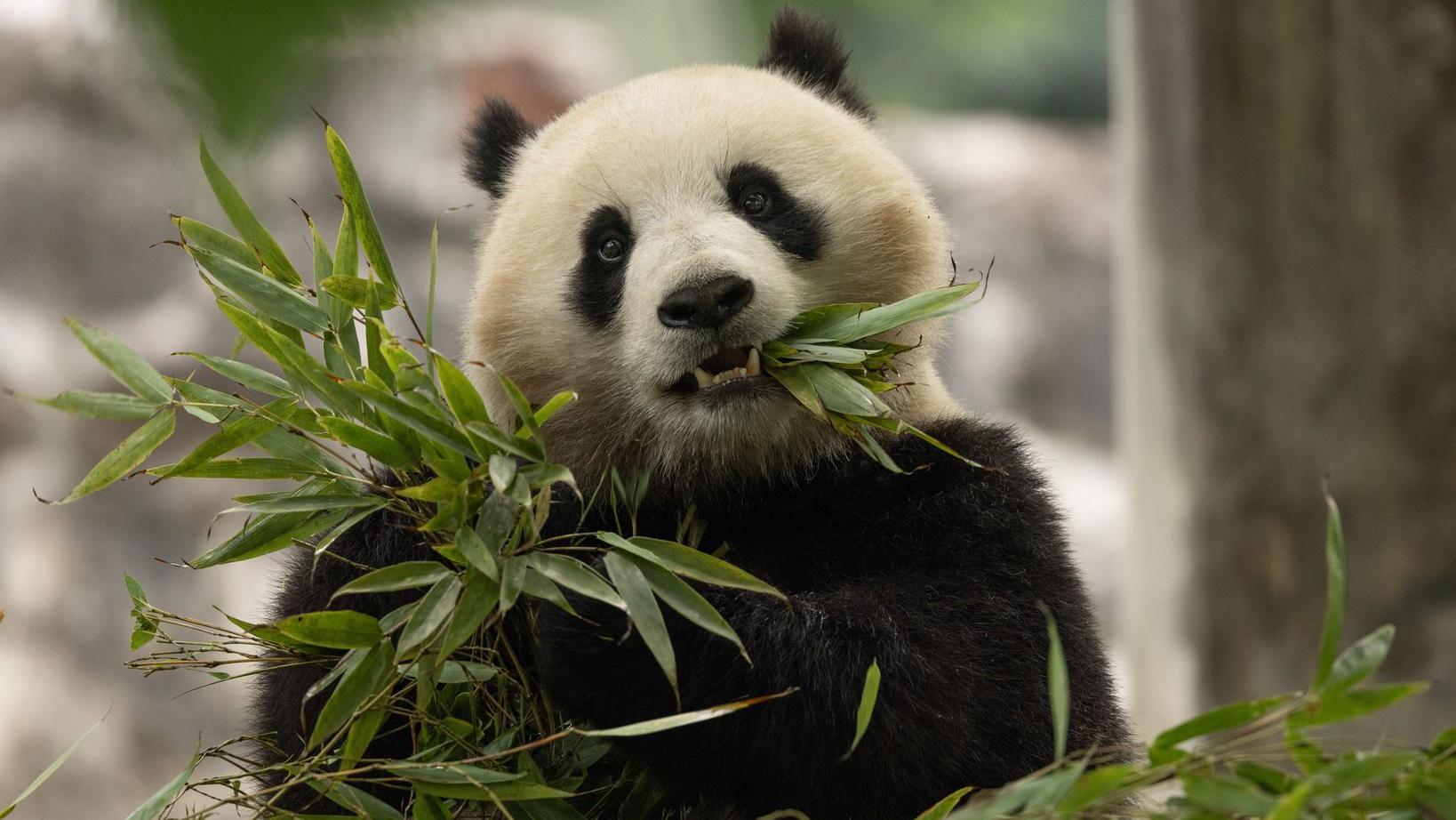 jill biden panda diplomacy: How the First Lady Uses Pandas for Good
