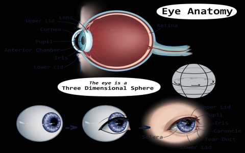 Iris Through the Looking Glass: A Simple Guide to Understanding