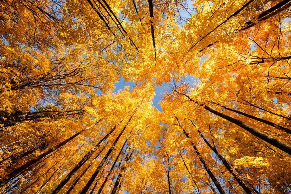 Koa Autumn Colors: Discover the Beauty of Fall Foliage!