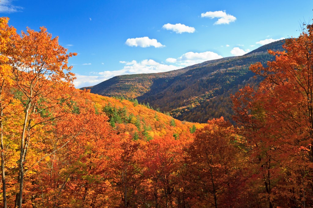 Koa Autumn Colors: Discover the Beauty of Fall Foliage!