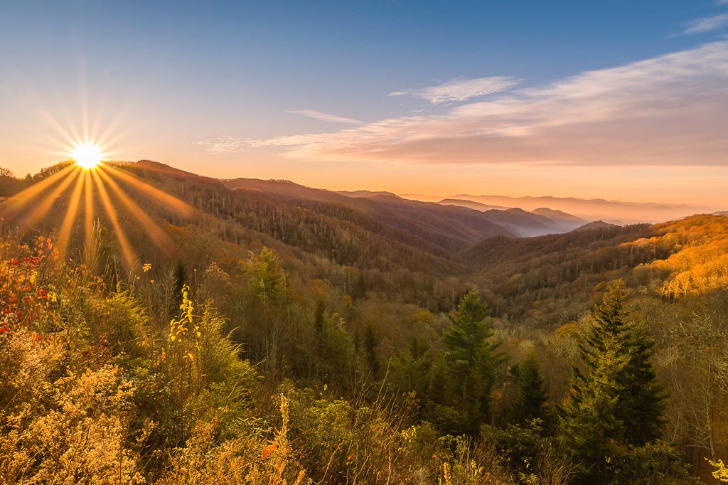 Koa Autumn Colors: Discover the Beauty of Fall Foliage!