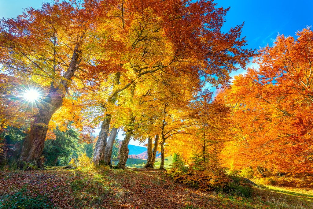 Koa Autumn Colors: Discover the Beauty of Fall Foliage!