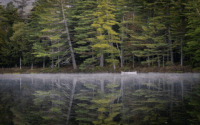 Koa Autumn Colors: Discover the Beauty of Fall Foliage!