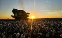 News Cotton Updates: Whats Hot Right Now? (Your Quick Guide to the Cotton Market)